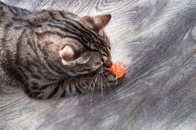 Spelende kat met stuiterbal