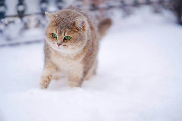 Kat in de sneeuw