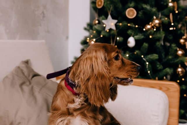 procedure verliezen Maan oppervlakte Een veilige kerst voor je hond - Smølke